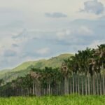 coconut trees