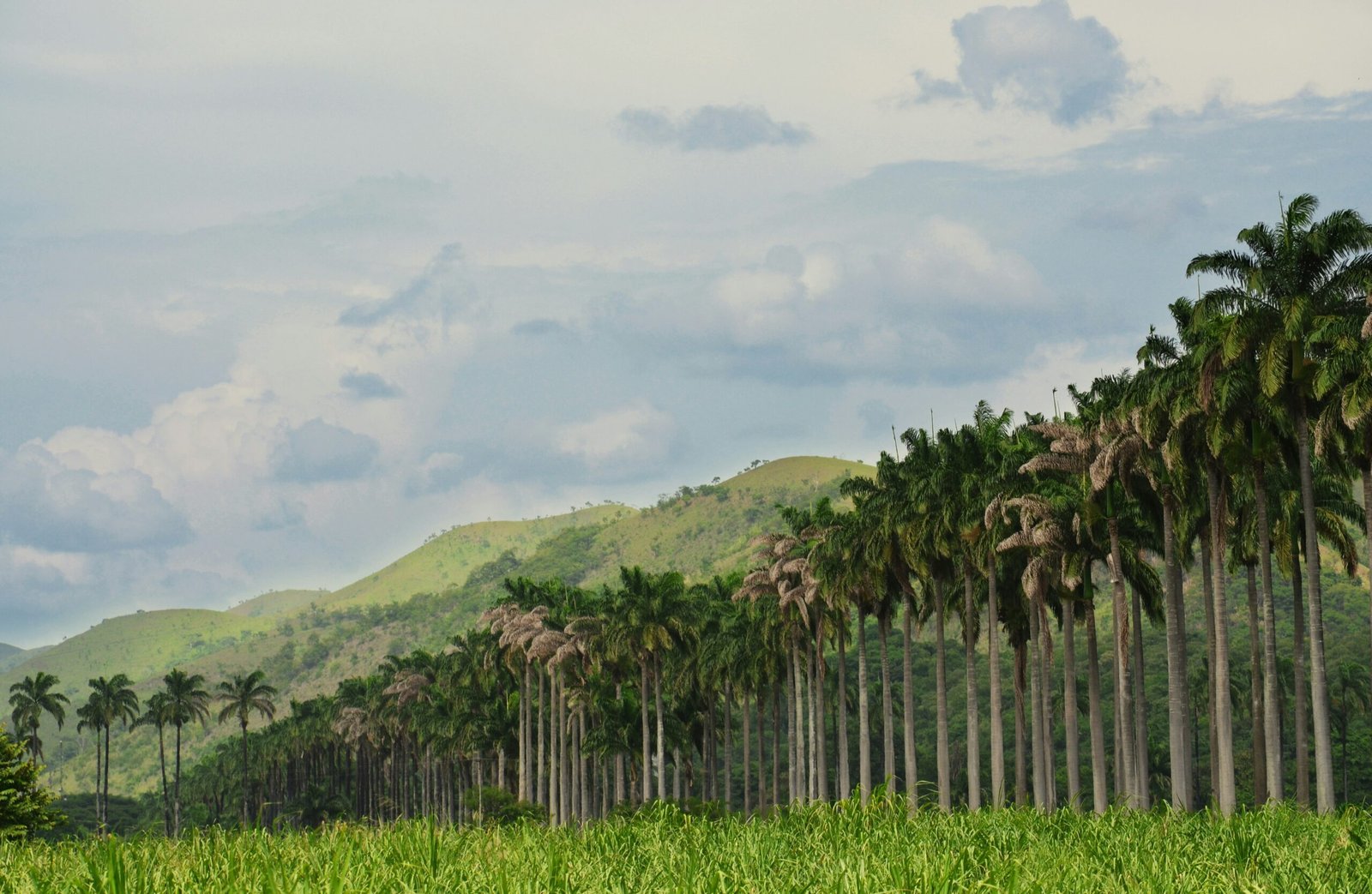 coconut trees